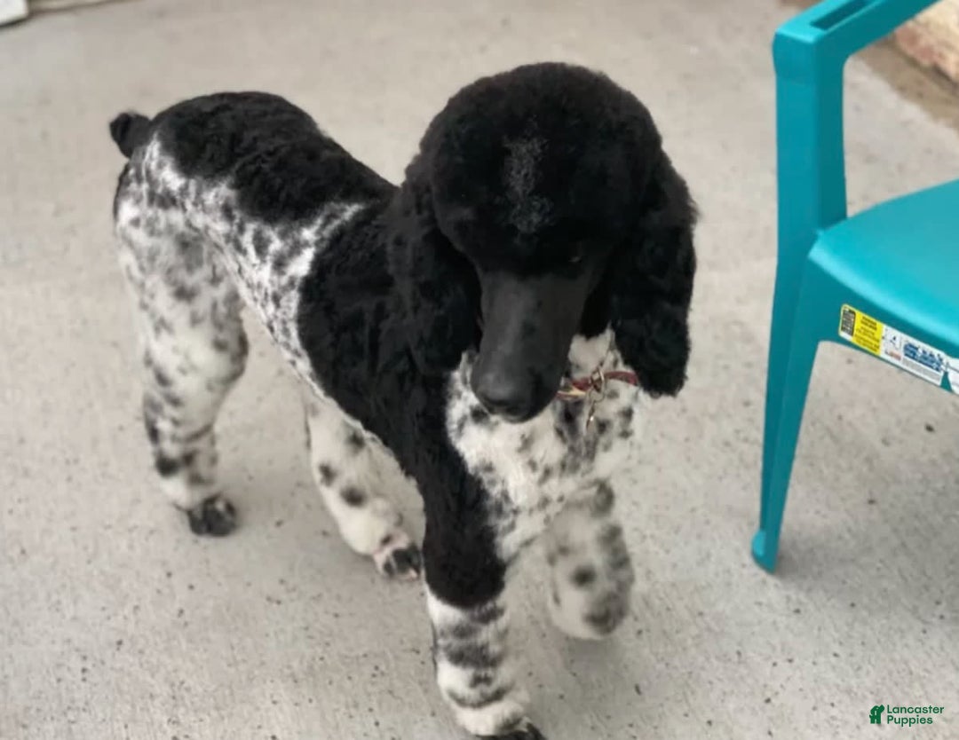 Standard Poodle dogs for sale: Josie - Image 6