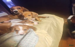 Beagle dogs for sale: Reese - Image 2