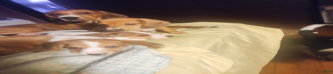 Reese