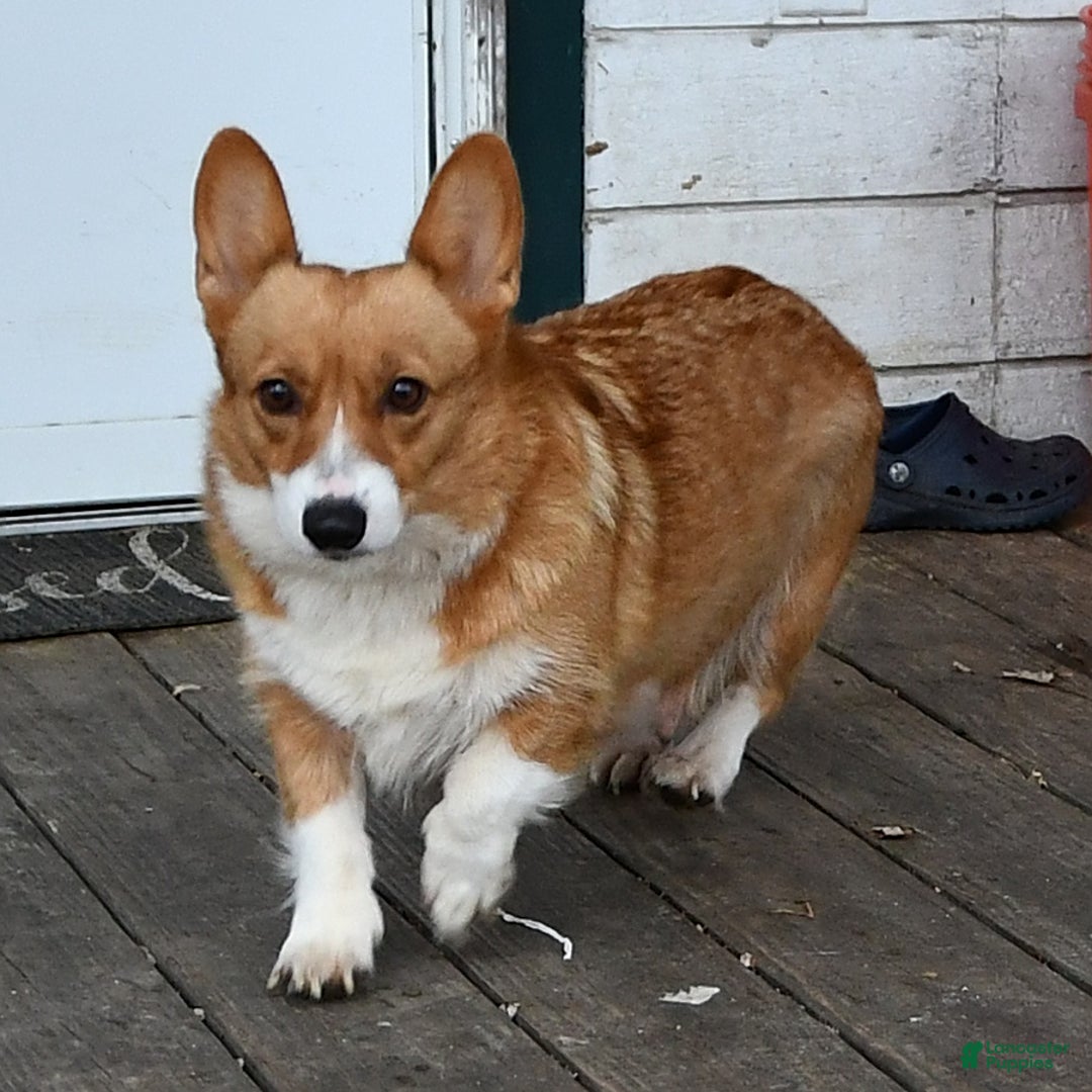 Welsh Corgi Pembroke dogs for sale: Ava - Image 6