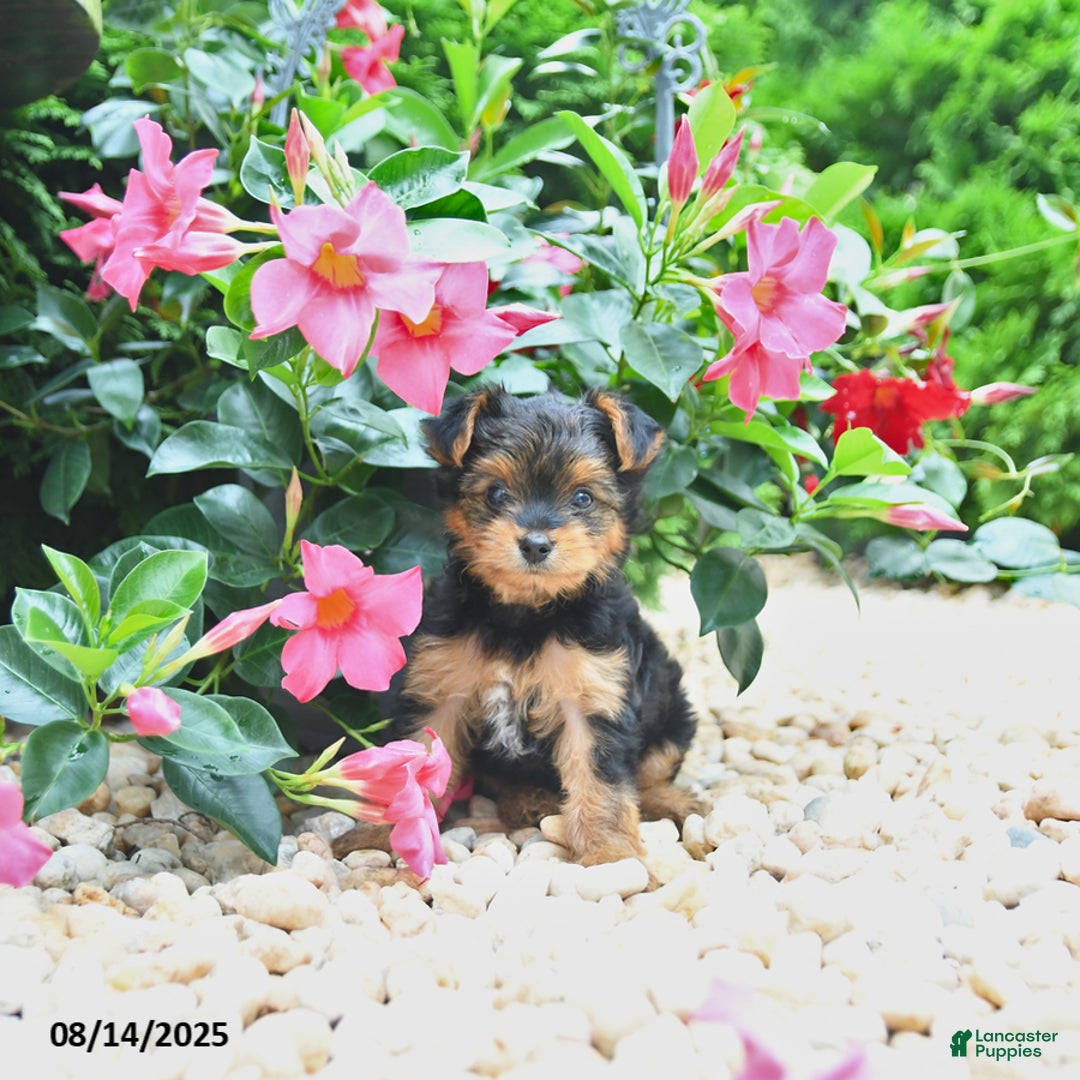 Yorkiepoo dogs for sale: Peter - Image 3