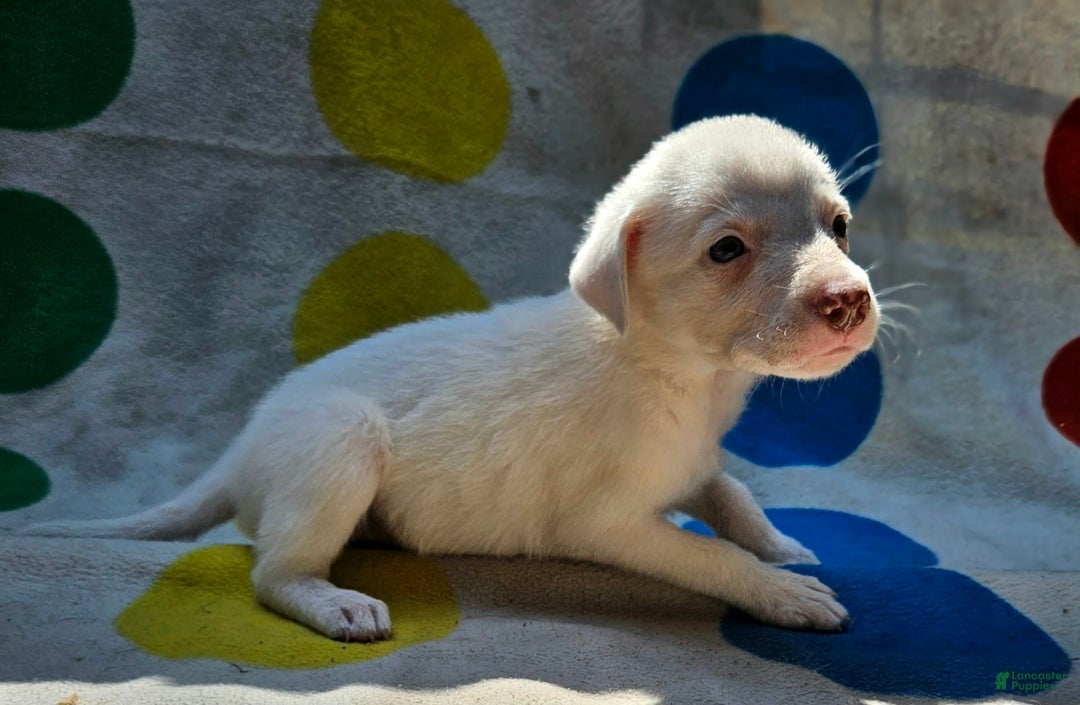 Border Collie dogs for sale: Hissy - Image 1