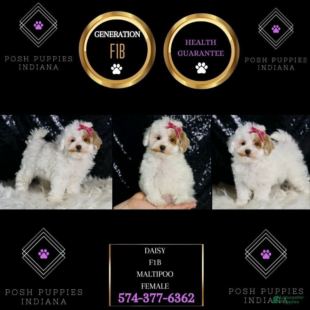 Maltipoo dogs for sale: Daisy - Image 7