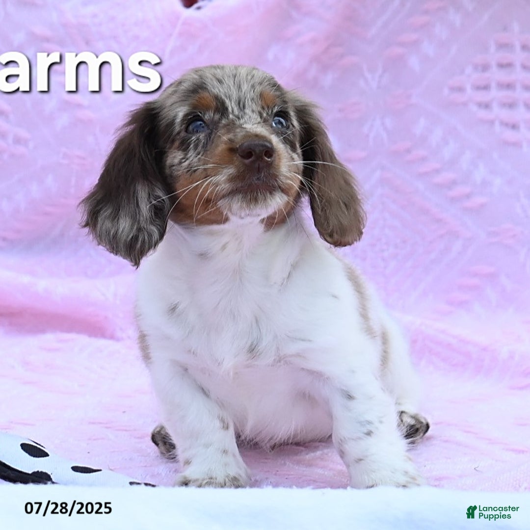 Miniature Dachshund dogs for sale: Charms - Image 2