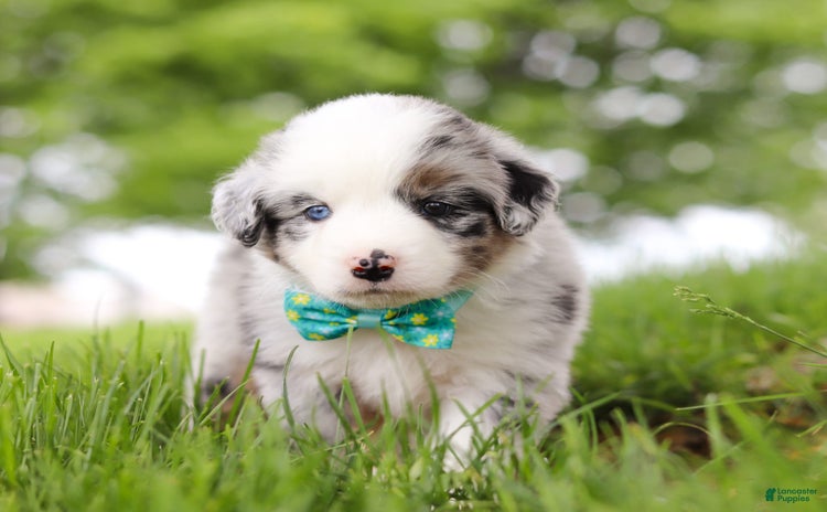 Miniature Australian Shepherd dogs for sale - Ad 2