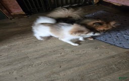 Pomeranian dogs for sale: Sassy - Image 1