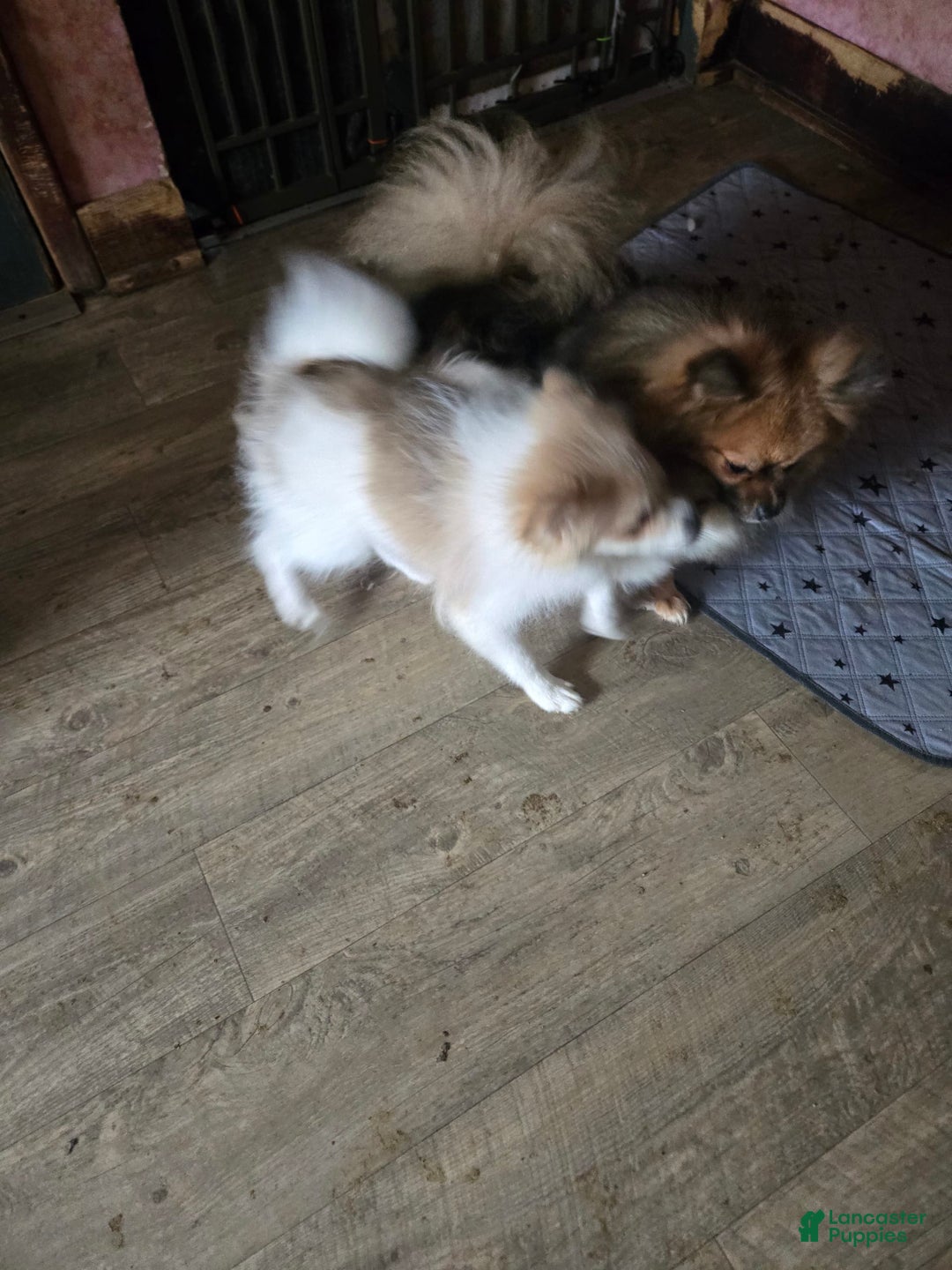 Pomeranian dogs for sale: Sassy - Image 1