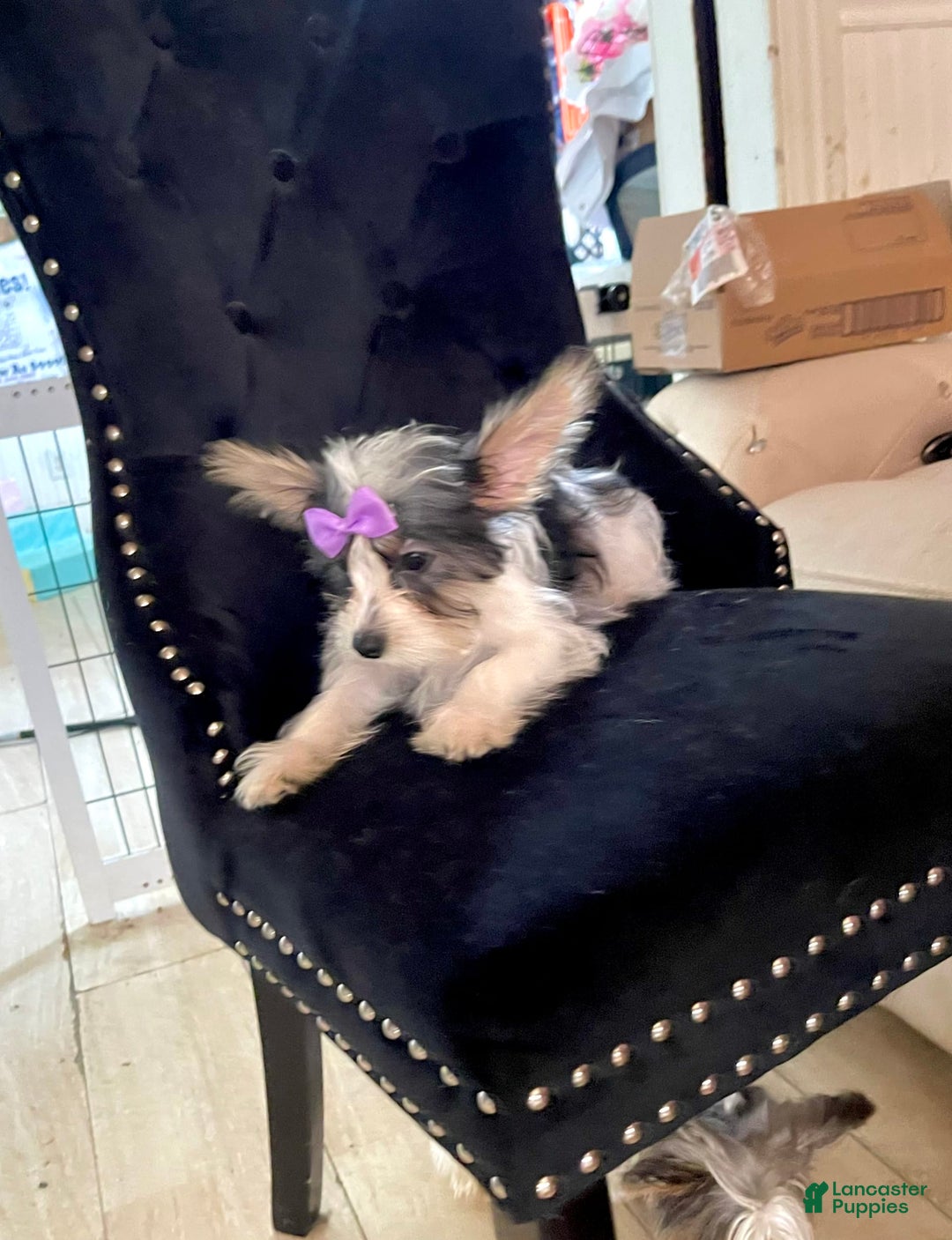 Yorkshire Terrier dogs for sale: Patrick Starr - Image 42