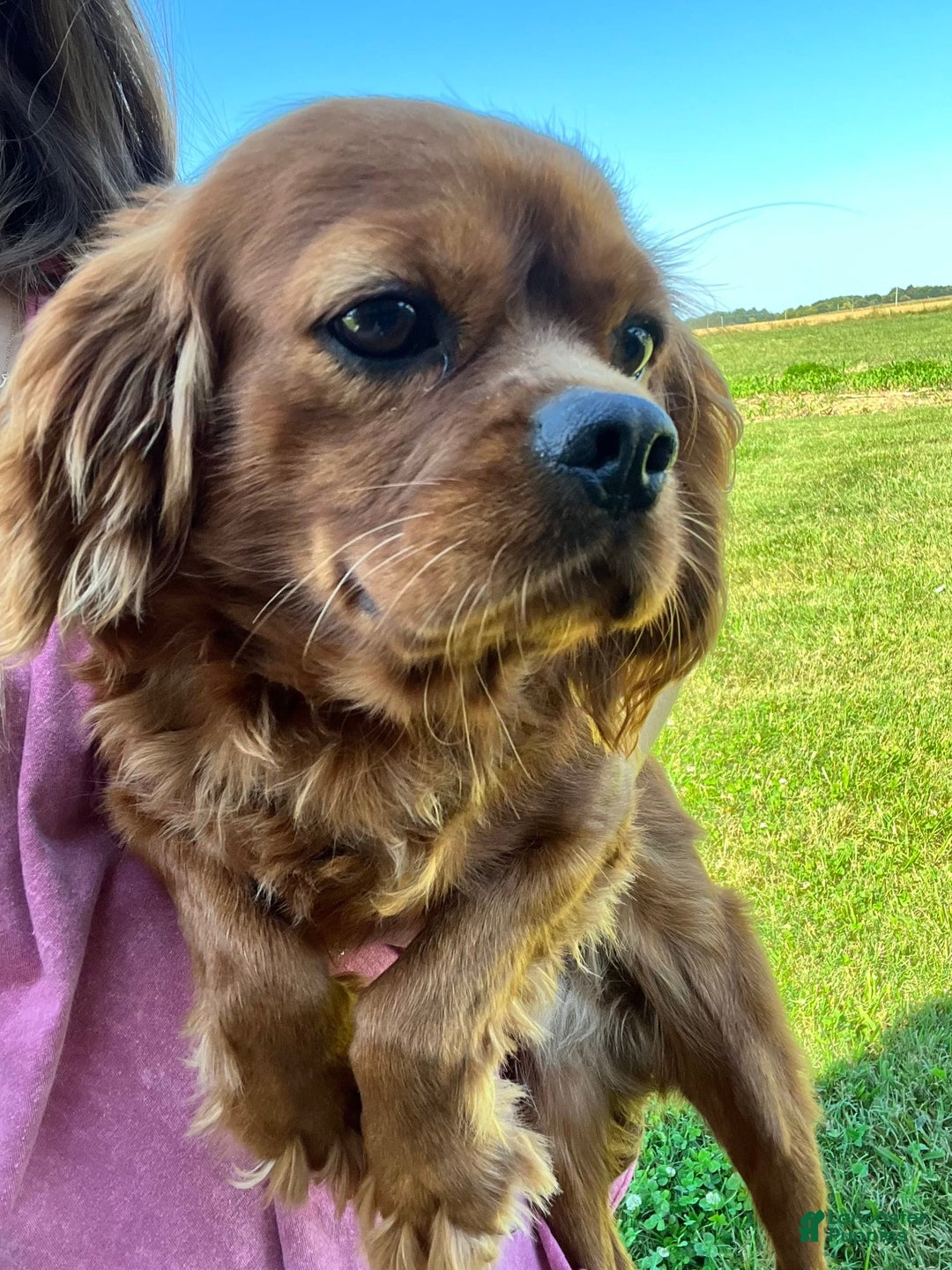 Cavapoo dogs for sale: Candy - Image 3