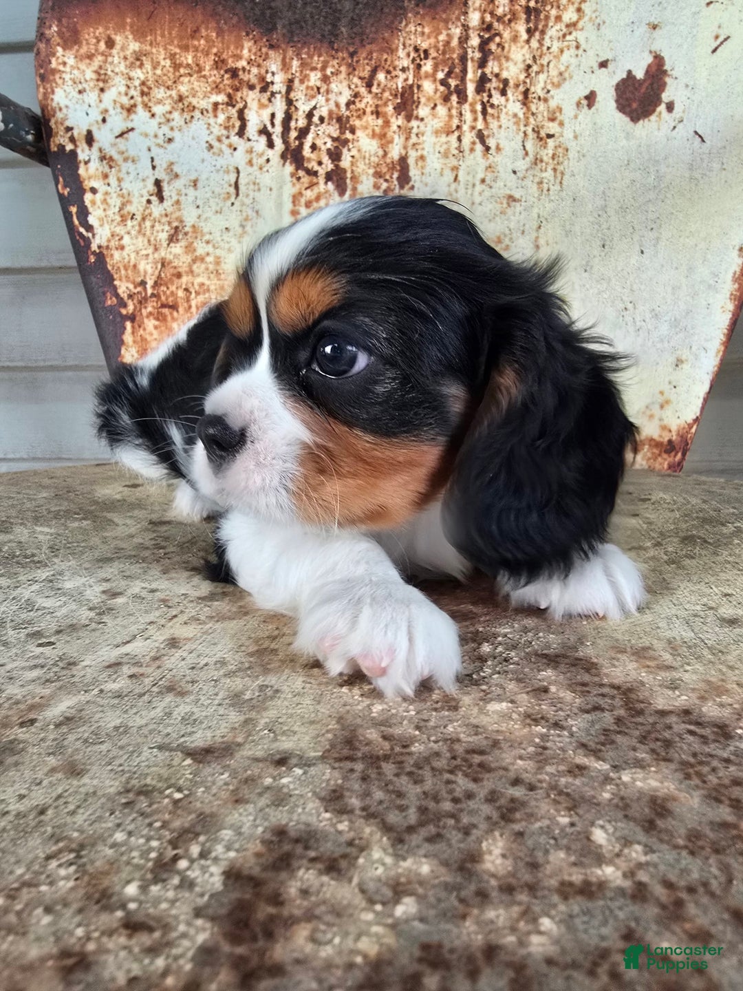 Cavalier King Charles Spaniel dogs for sale: Dane Small Tri Colored Male - Image 6