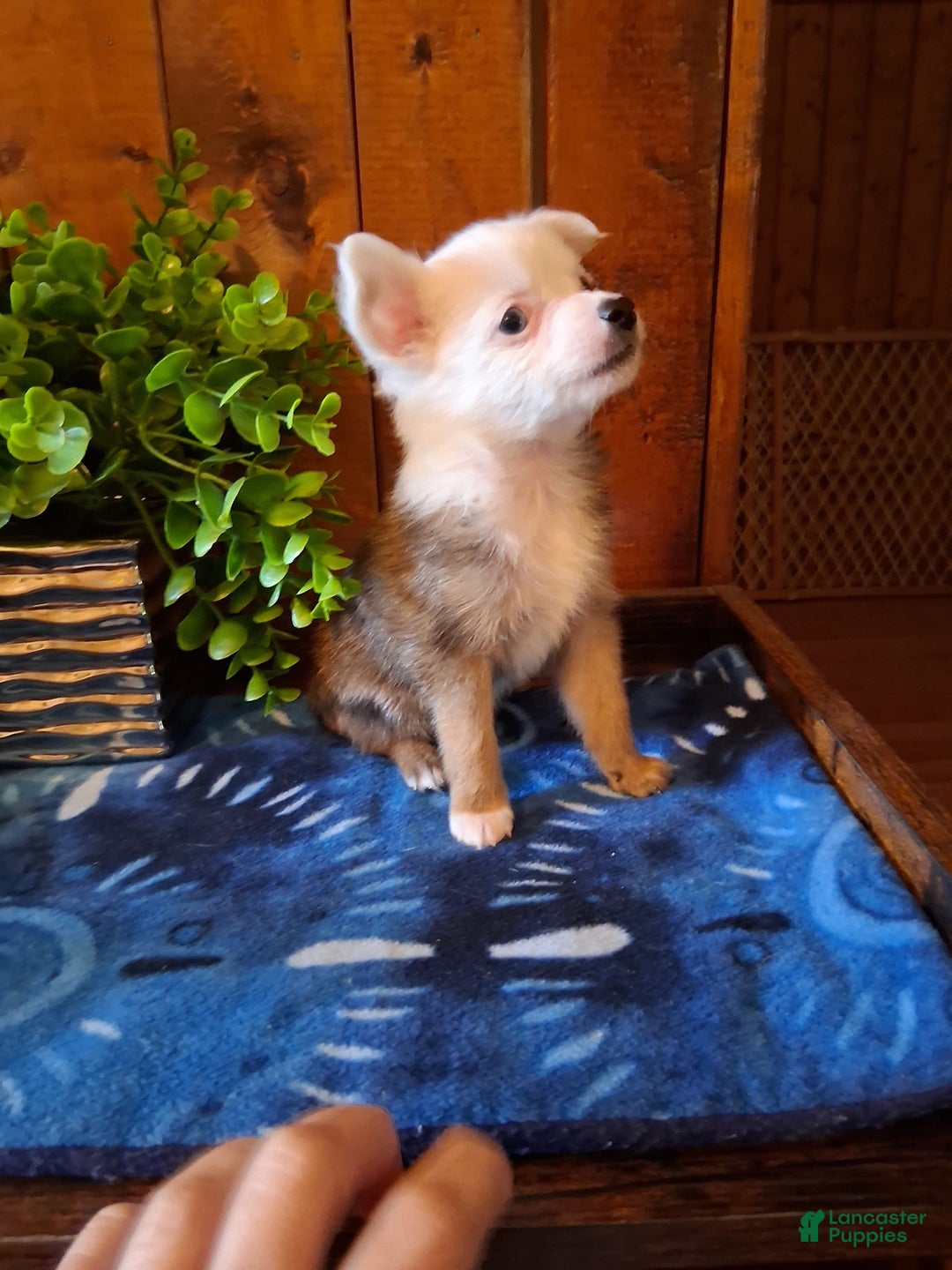 Chinese Crested dogs for sale: Bear - Image 3