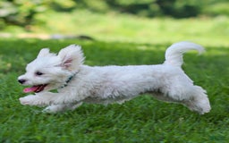 Maltese dogs for sale: Sterling - Image 3