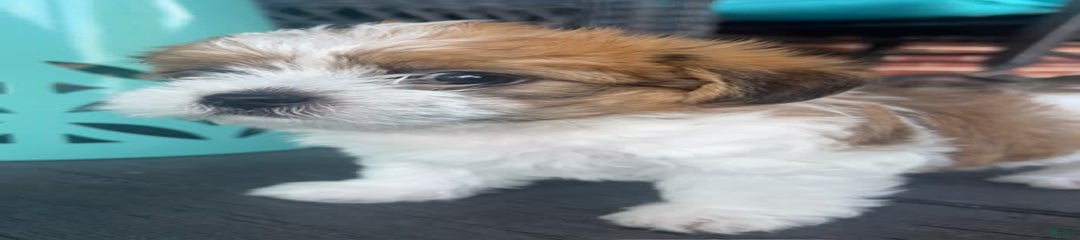 Opie