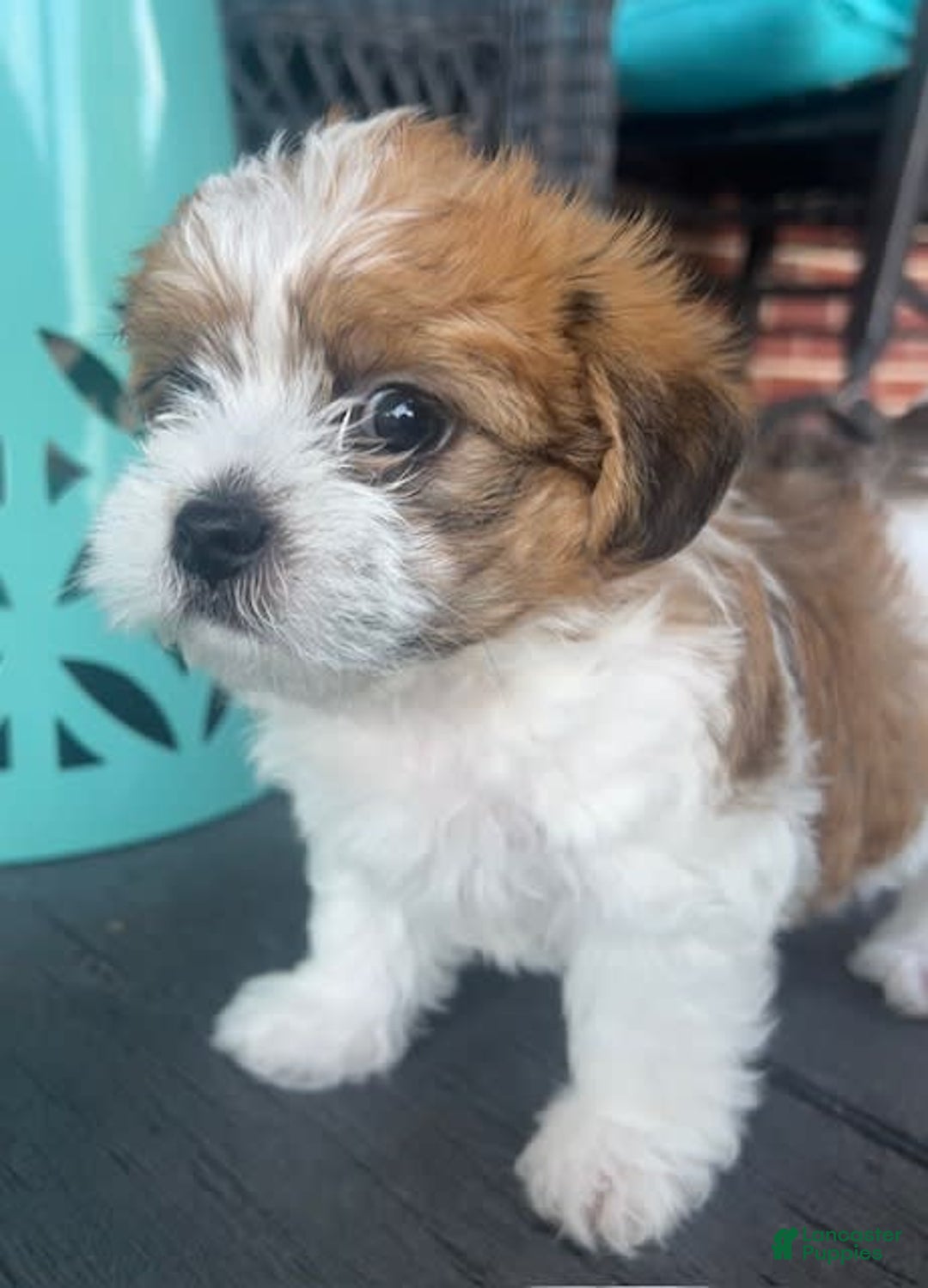 Shorkie dogs for sale: Opie - Image 1