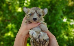 Morkie dogs for sale: Rare Merle Ember - Image 1