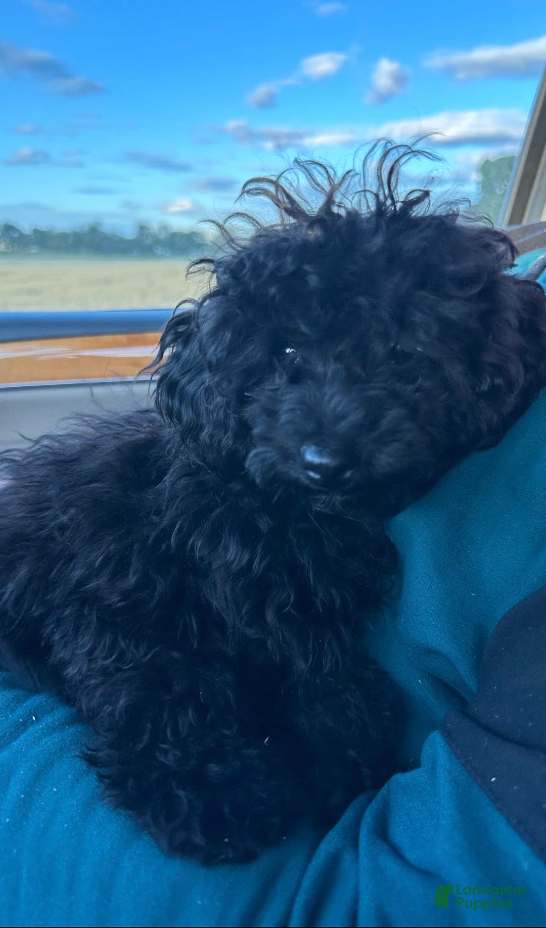 Cavalier King Charles Spaniel dogs for sale: Little Boy Blue - Image 2