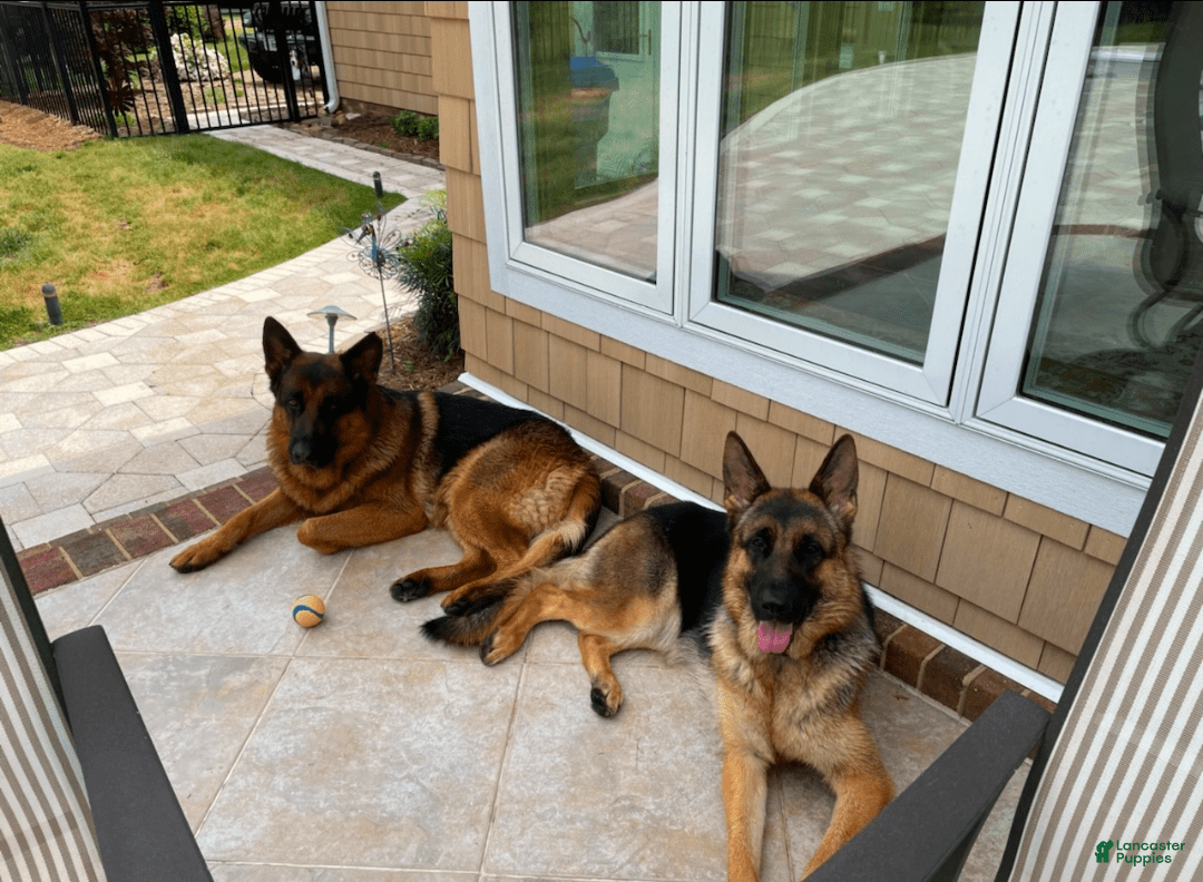 German Shepherd dogs for sale: Big Red - Image 7