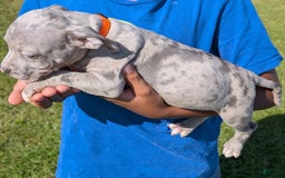 American Bully dogs for sale: Orange Girly - Image 13
