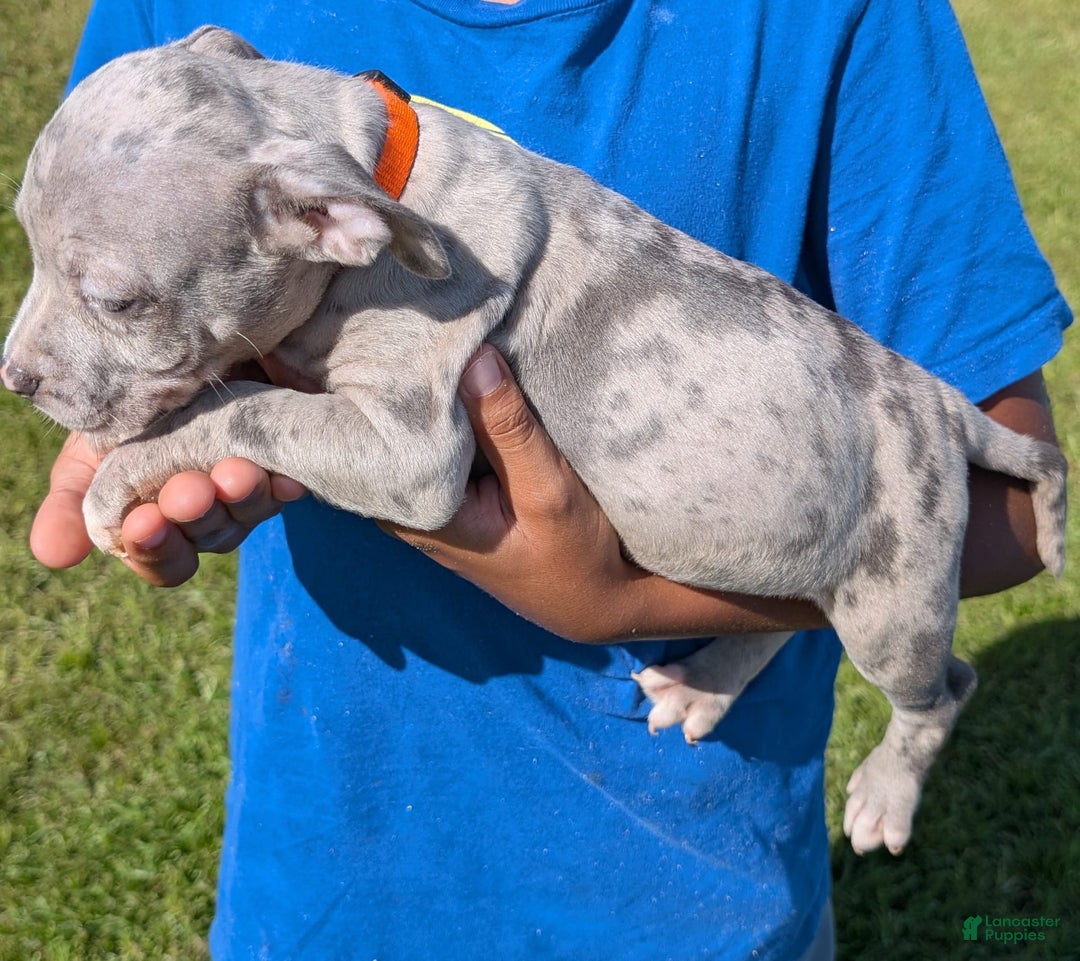 American Bully dogs for sale: Orange Girly - Image 13