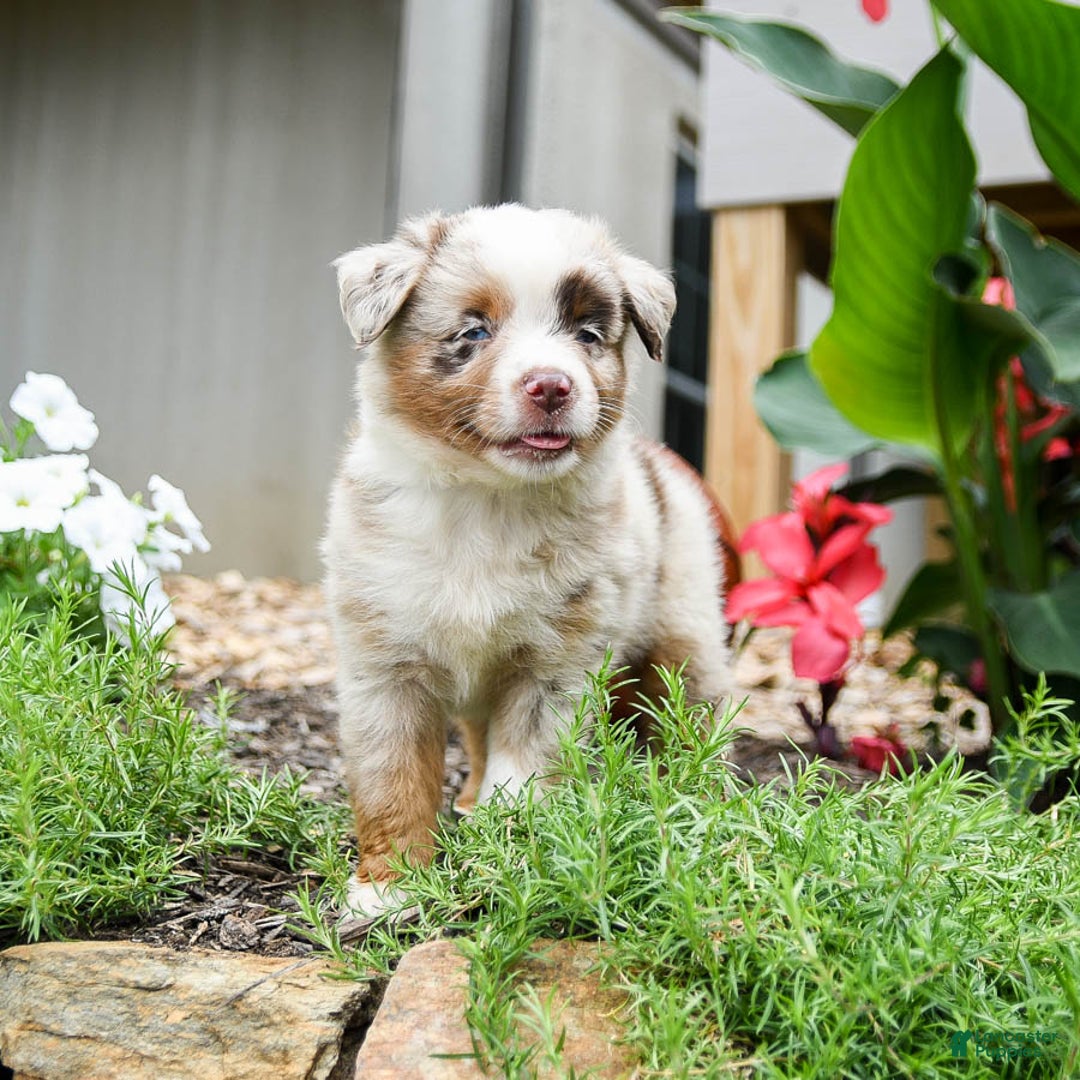 Miniature Australian Shepherd dogs for sale: Dakota - Image 3