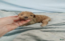 Toy Poodle dogs for sale: Kubby - Image 7