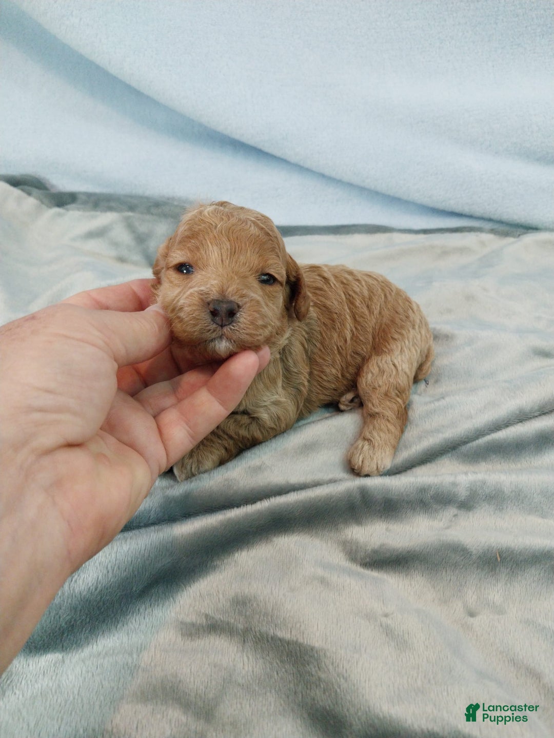 Toy Poodle dogs for sale: Kubby - Image 7