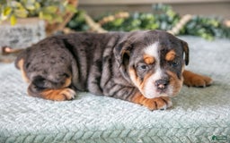 Beabull dogs for sale: Sable - Image 3