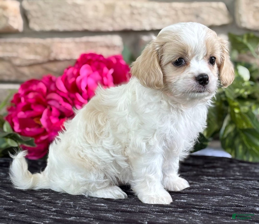Cavalier King Charles Spaniel dogs for sale: ELLA - Image 10