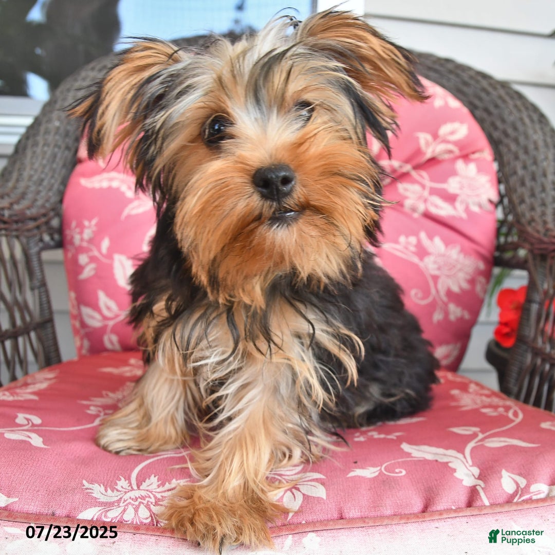 Yorkshire Terrier dogs for sale: Alice - Image 2
