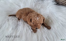 Maltipoo dogs for sale: WAFFLES - Image 3