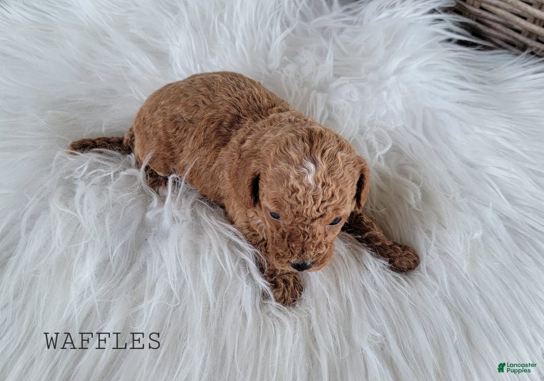 Maltipoo dogs for sale: WAFFLES - Image 3