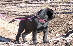 Labrador Retriever dogs for sale: Melody - Image 7