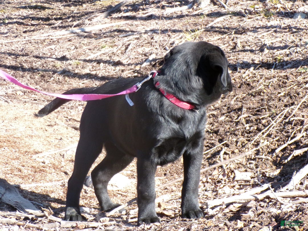 Labrador Retriever dogs for sale: Melody - Image 7