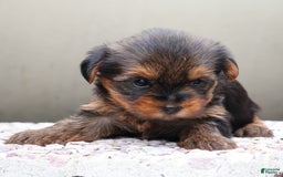 Yorkshire Terrier dogs for sale: Precious - Image 3
