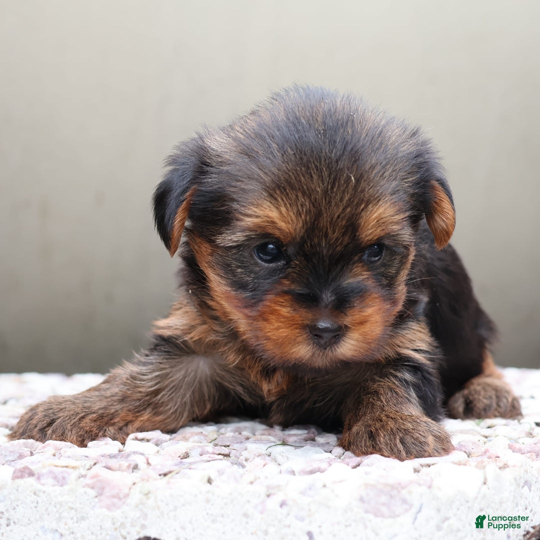 Yorkshire Terrier dogs for sale: Precious - Image 3