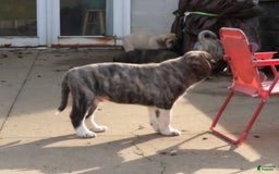 Anatolian Shepherd dogs for sale: Bruce - Image 5