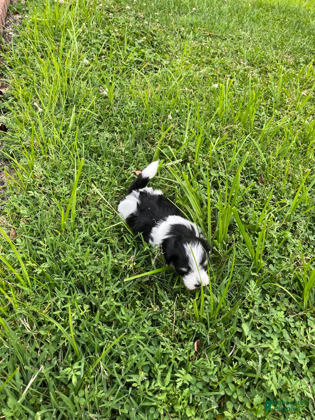 Maltipoo dogs for sale: Hunter - Image 8