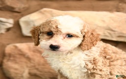 Miniature Poodle dogs for sale: Belle - Image 3