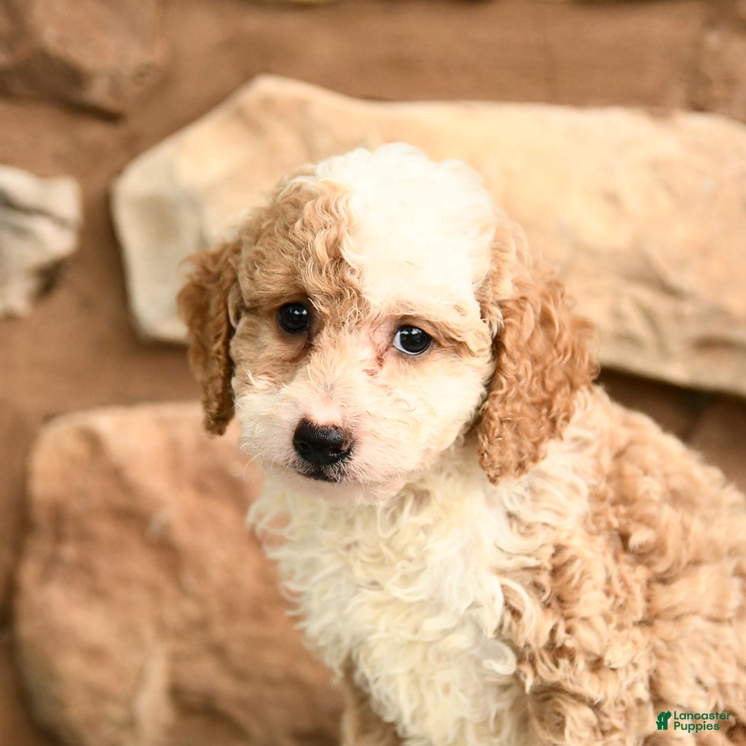 Miniature Poodle dogs for sale: Belle - Image 3