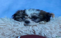 Shih Tzu dogs for sale: Bethany - Image 11