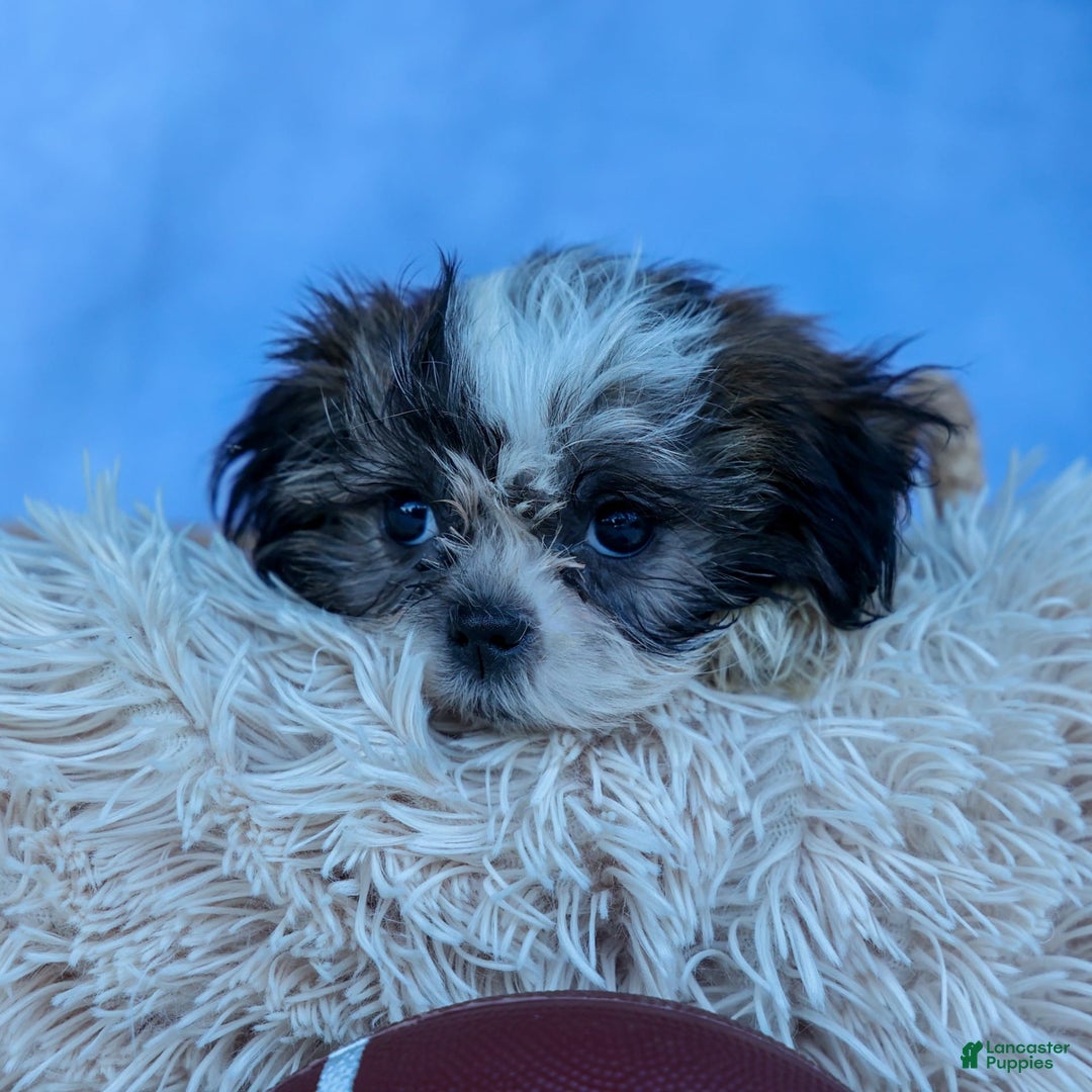 Shih Tzu dogs for sale: Bethany - Image 11