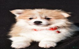 Pomeranian dogs for sale: Pomeranian 2 puppies - Image 4