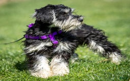 Miniature Schnauzer dogs for sale: Belle - Image 2