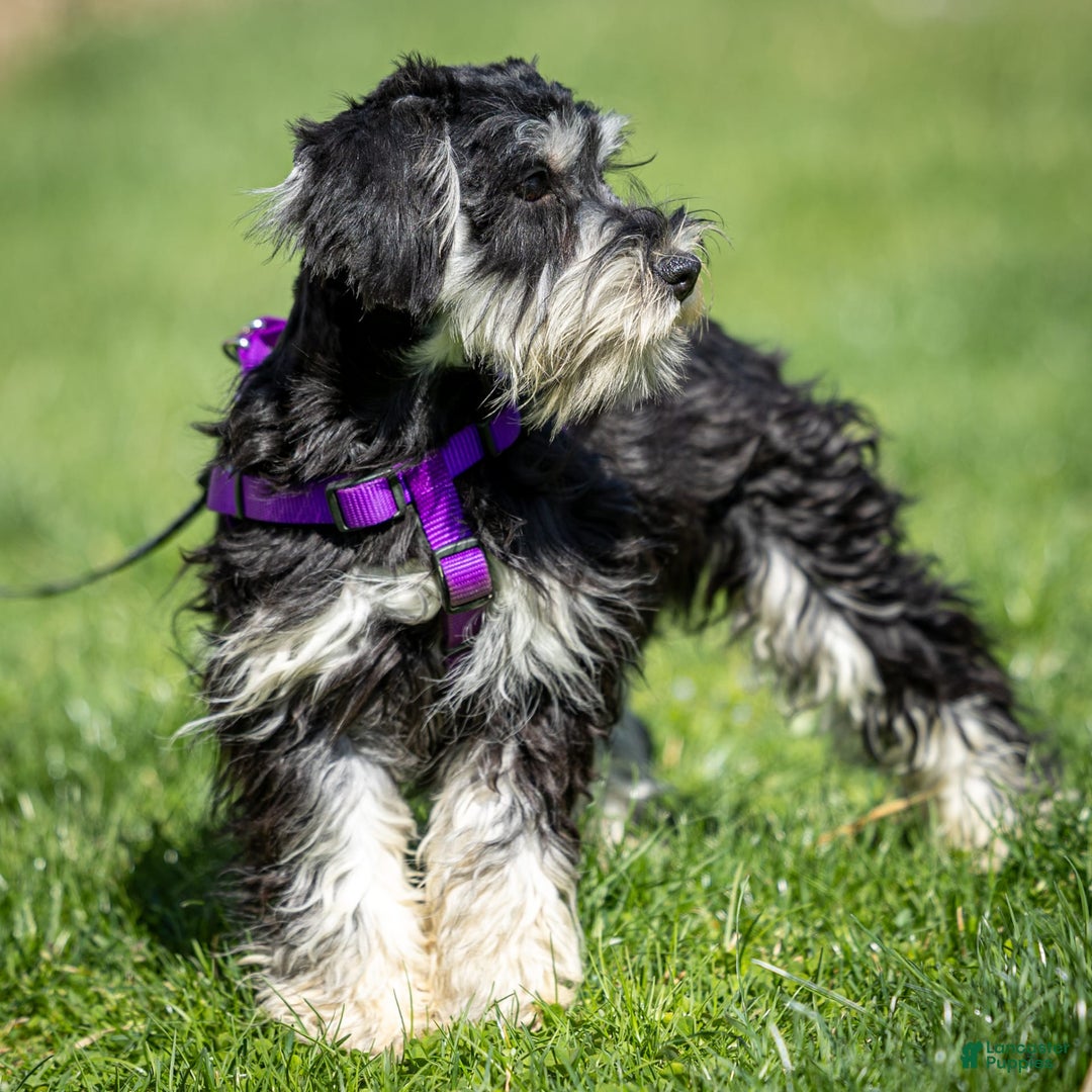 Miniature Schnauzer dogs for sale: Belle - Image 2