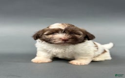 Havanese dogs for sale: ODEN - Image 4