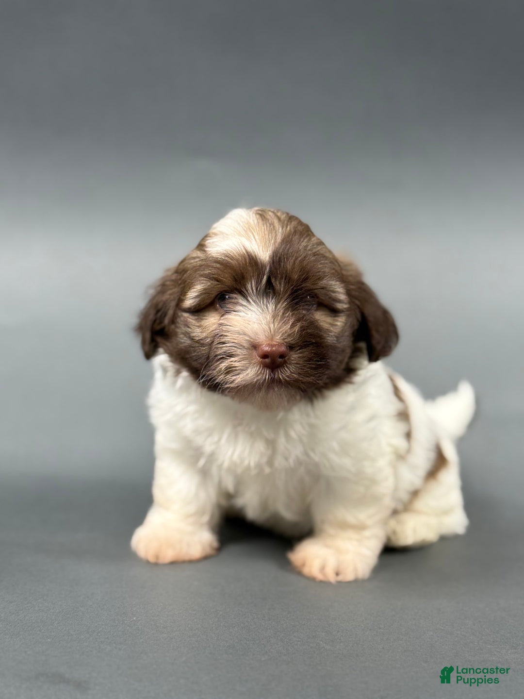 Havanese dogs for sale: ODEN - Image 4