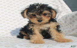 Yorkiepoo dogs for sale: Smokey - Image 3