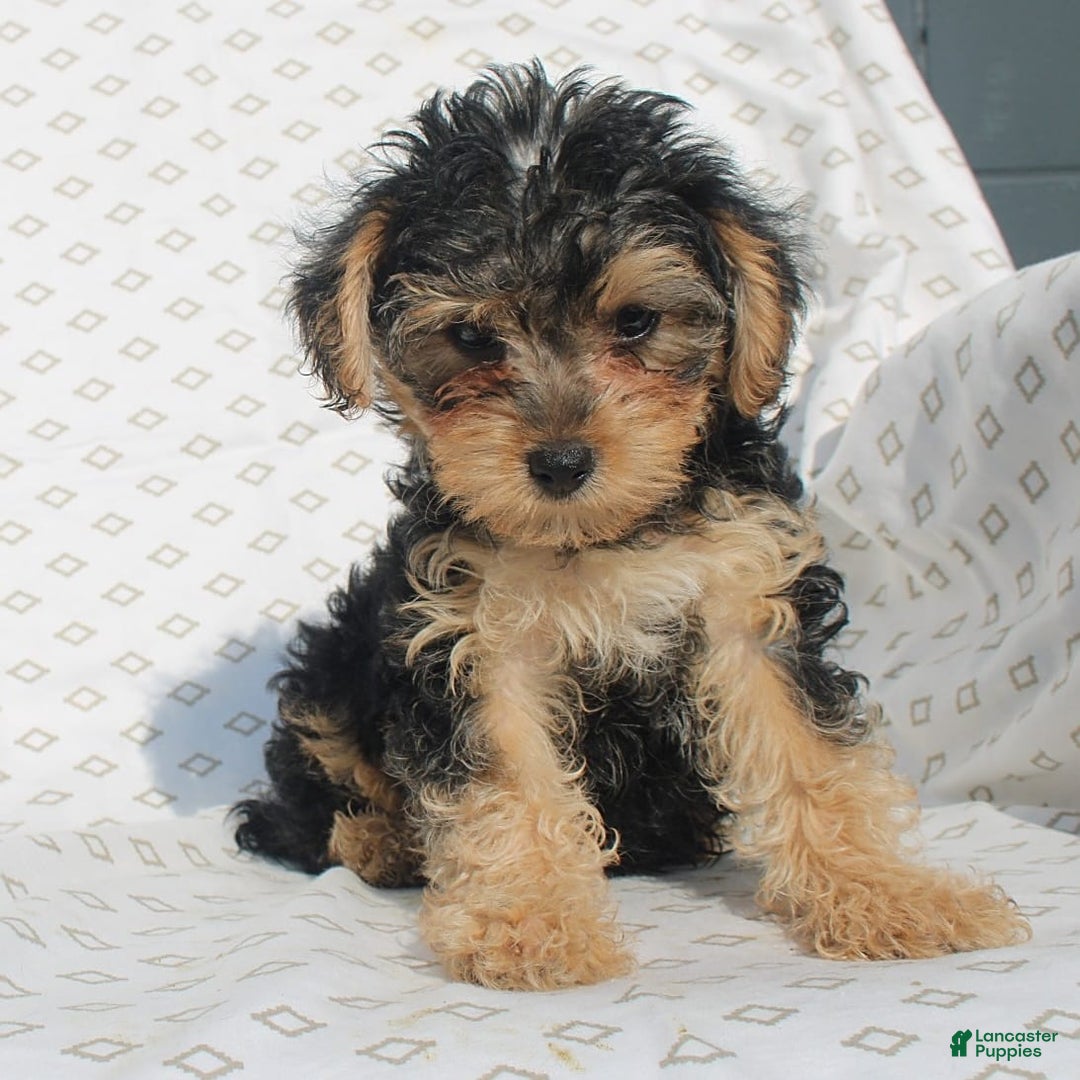 Yorkiepoo dogs for sale: Smokey - Image 3