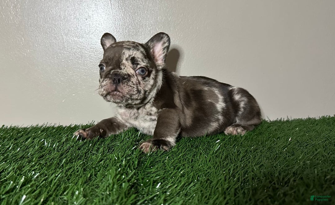 French Bulldog dogs for sale: Harley - Image 11