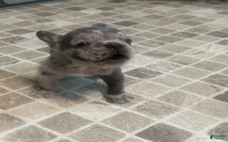 French Bulldog dogs for sale: Gonzo - Image 5